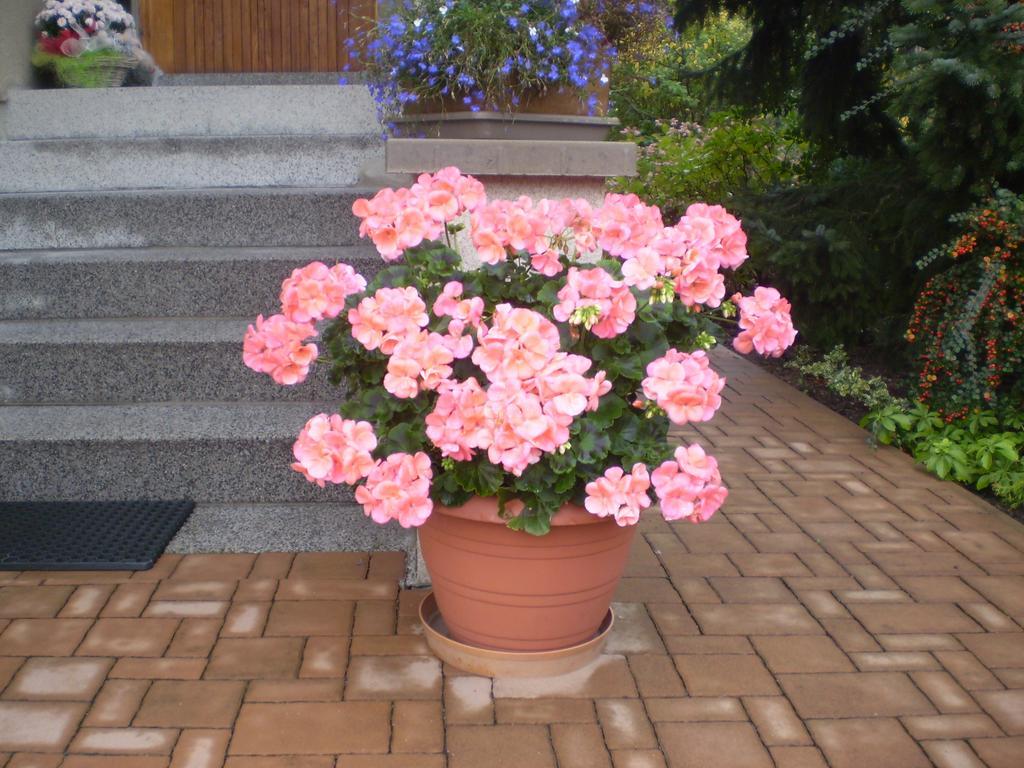 Apartman Pro 4 Osoby เชสกา สกาลิเซ ห้อง รูปภาพ
